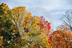 Collection of leaves at Kensington Metropark