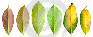 Collection leaves of mountain apple in bottom view from young leaves to mature leaves isolated on white background