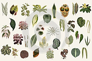 Collection of leaves from New and Rare Beautiful-Leaved Plants. Digitally enhanced from our own 1929 edition of the publication.