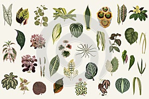 Collection of leaves from New and Rare Beautiful-Leaved Plants. Digitally enhanced from our own 1929 edition of the publication. photo