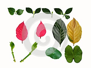 Collection of leaves on white background