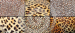 Collection of leopard pelt textures