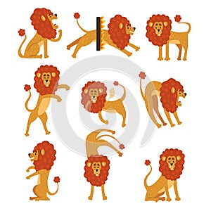 Collection of lion in various poses. Cartoon character of wild African animal. Big strong predator. Zoo theme. Flat