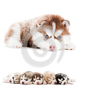 Collection of little puppy