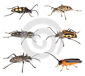 Collection of long horn beetles isolated on white