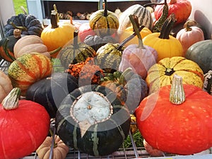 A collection of many multicolored mini pumpkins and gourds.