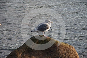 Patroller of the sky & sea