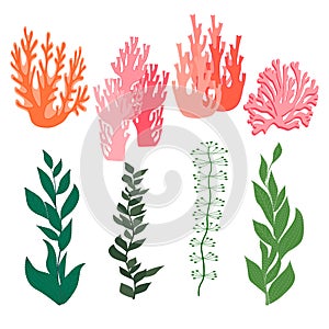 Collection of marine plants
