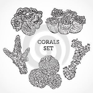 Collection of marine plants and corals. Vintage set of black and white hand drawn marine flora.