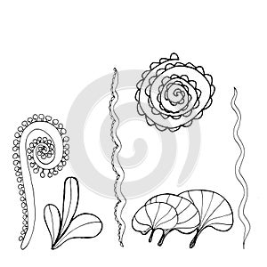 Collection of marine plants, leaves and seaweed. set of black and white hand drawn marine flora