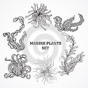 Collection of marine plants, leaves and seaweed. Vintage set of black and white hand drawn marine flora.