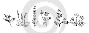 Collection of medicinal herbs and medicinal plants in sketch style. Preparation of medicines, oils, infusions, powders, ointments