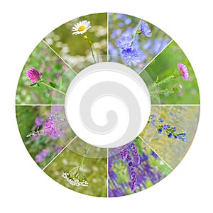 Collection of medicinal wild flowers in a frame