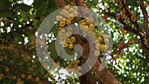 A collection of menteng fruit on the tree photo
