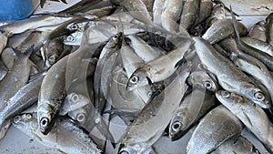 Collection of milkfish after being harvested in ponds for sale in the market