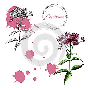 Collection with monochrome and colored sketch of single eupatorium flowers  and abstract spots. Hand drawn ink and colored sketch