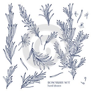 Collection of monochrome drawings of rosemary plants with flowers isolated on white background. Fragrant herb hand drawn