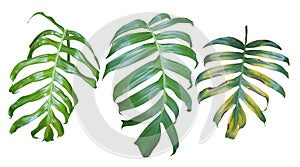 Collection of Monstera pholodendron plant leaves, the tropical e