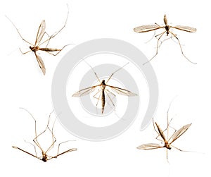 Collection of mosquitos on white