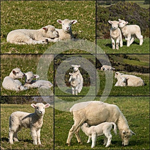 Collection of newborn lambs