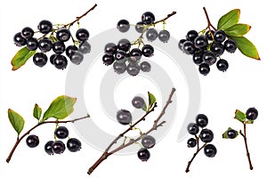 Collection of nine blackberries in grid-like pattern on transparent background. Berries vary in size, shape, surrounded by thin photo