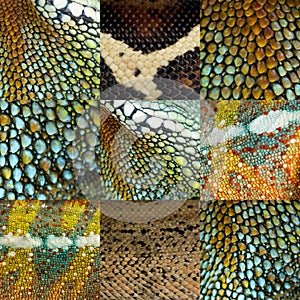 Collection of nine colorful reptile skin