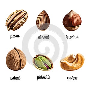 Collection of nuts vector illustration