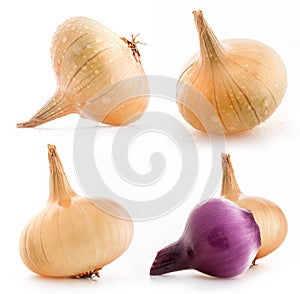 Collection of onions