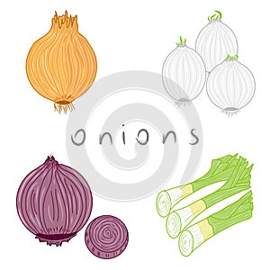 Collection of onions illustrations. Idea for decors, icons, patterns, cooking, food, vegetarian themes.