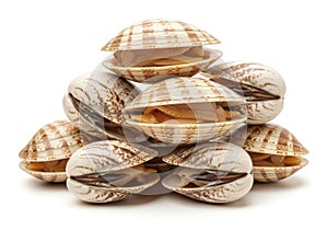 Collection of open clamshells