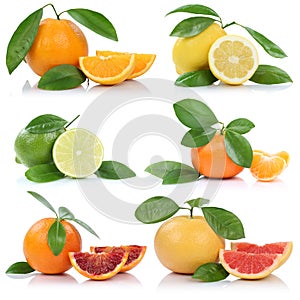 Collection of oranges mandarin lemon grapefruit fruits photo