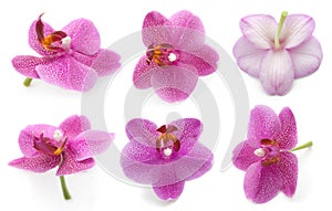 Collection orchid