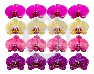 Collection orchid flower, isolated on white background