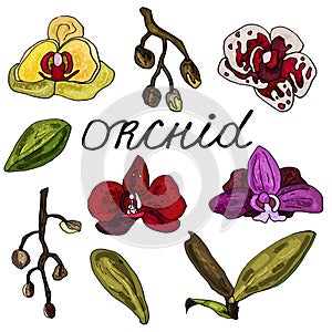 Collection of orchid leaves, processes and flowers on an isolated white background. The contour is drawn by hand. Set of vintage