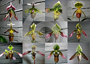 Collection of orchid Paphiopedilum