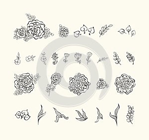Collection of ornamental plants hand drawn elements.