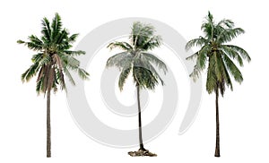 Collection palm tree Coconut the garden isolated