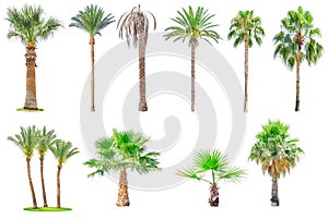 Collection of palm trees isolated