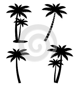 Collection of palm trees isolated on white background