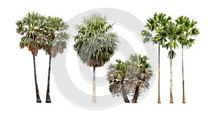 Collection of palm trees isolated on white background