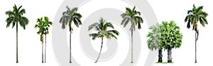 Collection of Palm trees isolated on white