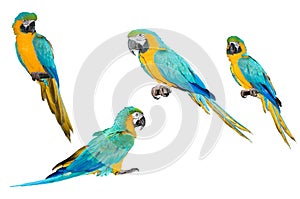 A collection of parrot macaws.