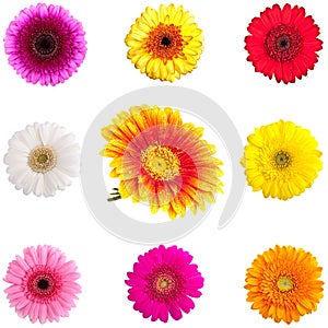 Collection of Perfect Gerber Daisies