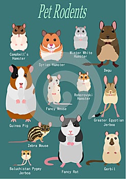 Collection of pet rodents