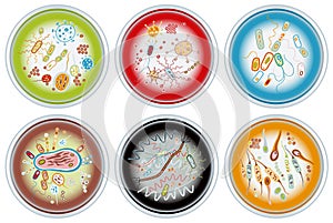 Collection of Petri Dishes