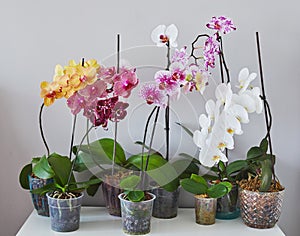 Collection of phalaenopsis orchids home grown in private collectection