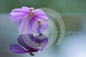 Reflection of behavior snails at purple flower