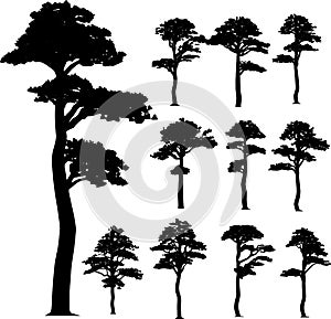 Collection (pine) vector trees