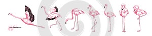 Collection of pink flamingo in various poses isolated on white background. Set of gorgeous exotic bird or tropical avian