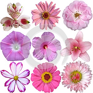 Collection of pink flowers